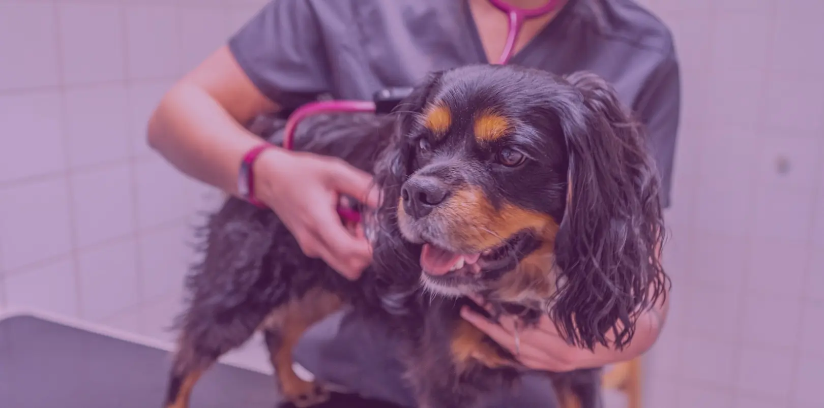 Dog Header